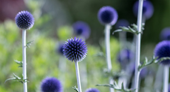 Pflanzen mit blauen Blüten