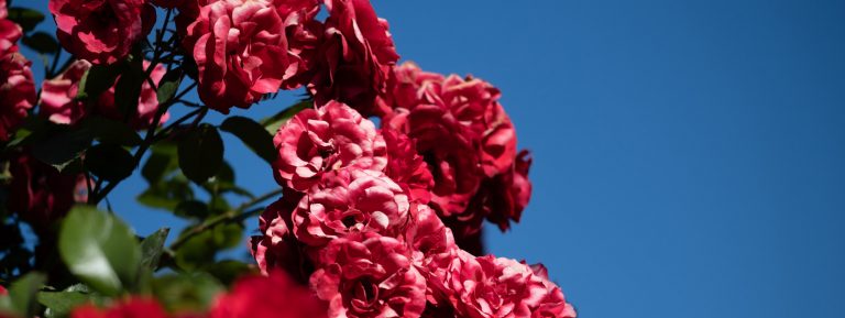 gc_ausstellung_altermustergarten_magebild_gross_04