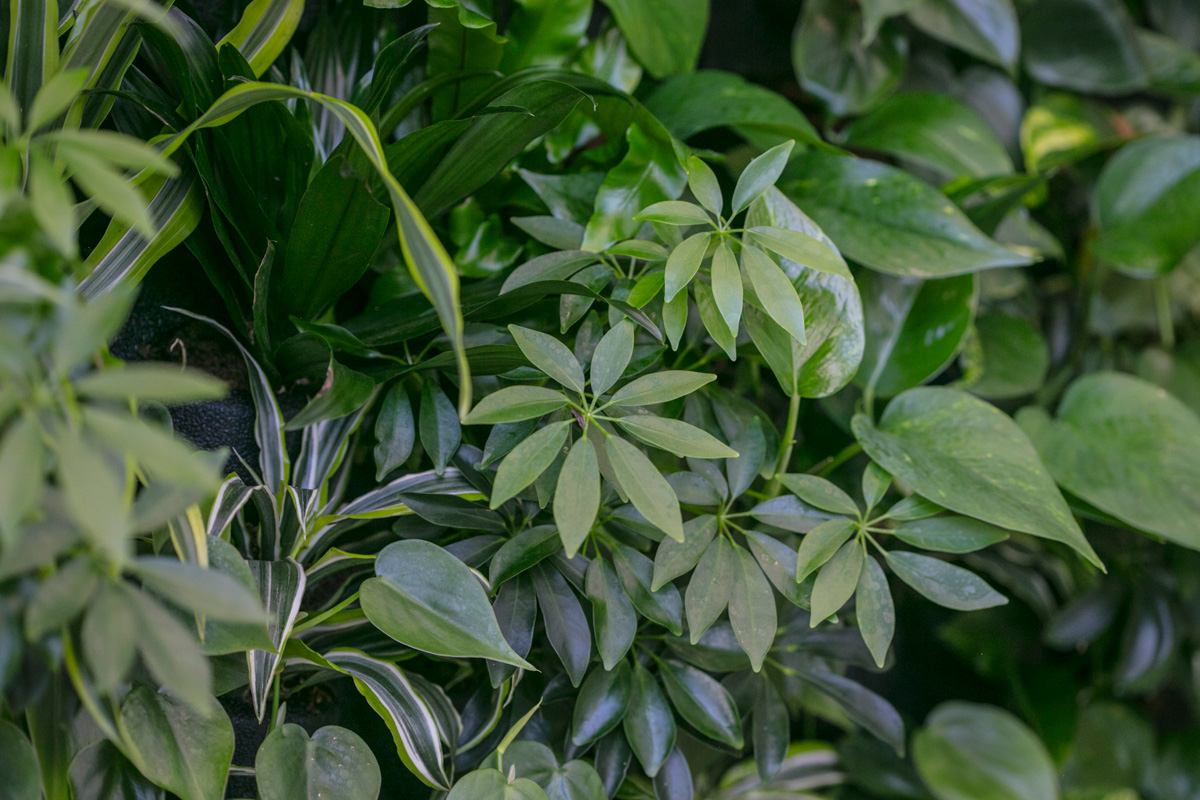 gc_produkte_wandbegruenung_dia_06