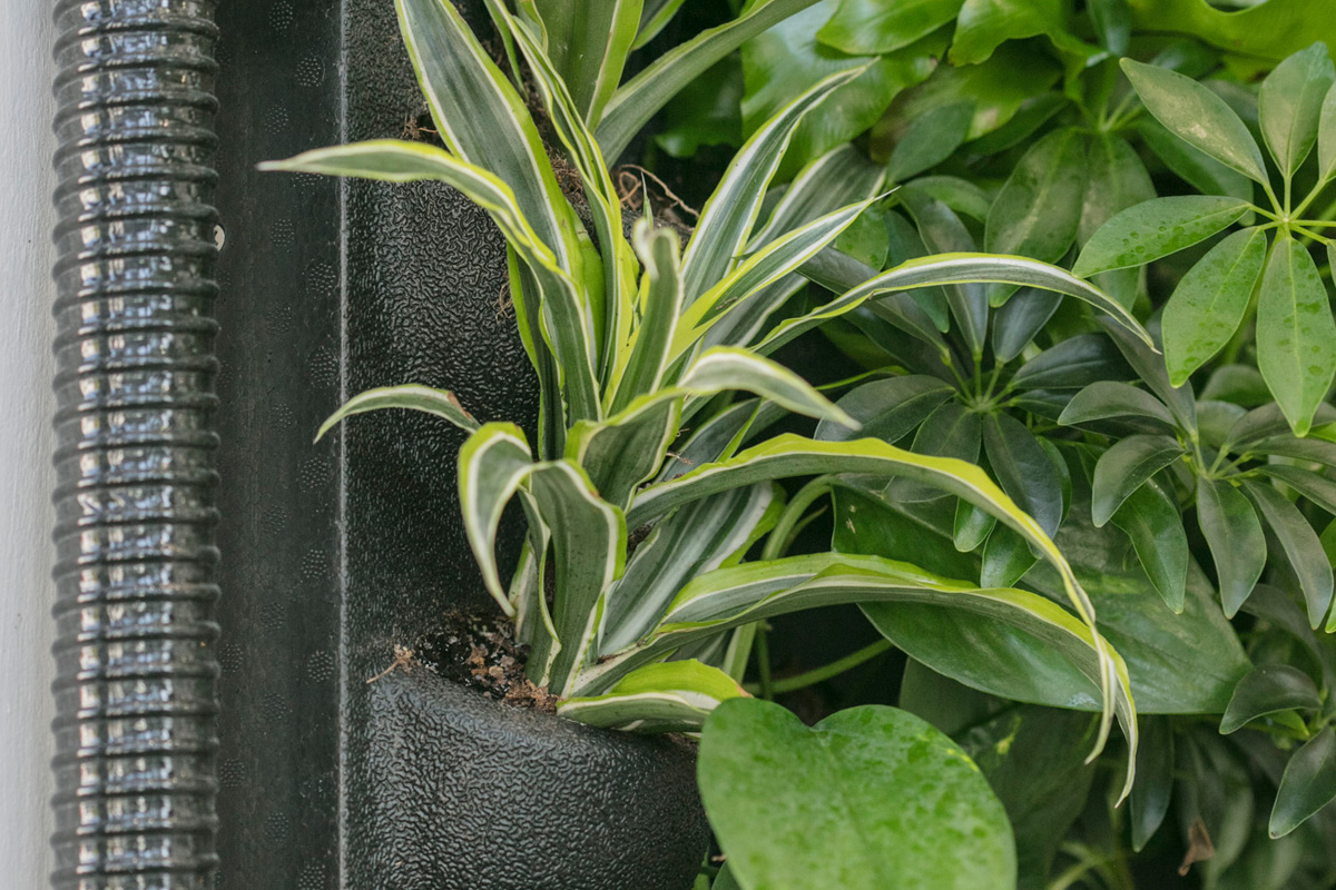 gc_produkte_wandbegruenung_dia_07