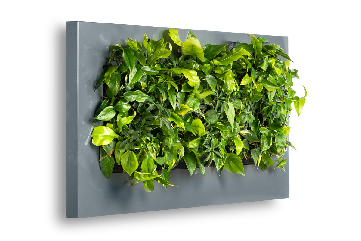 gc_produkte_wandbegruenung_dia_09