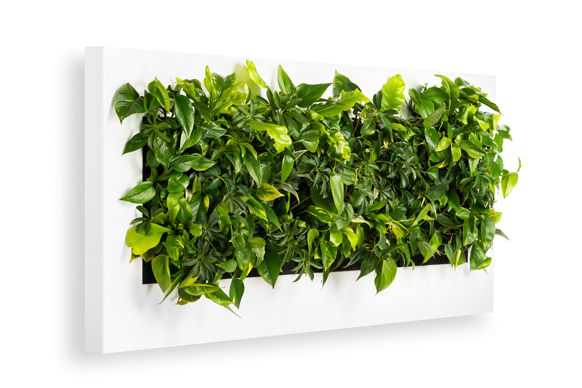 gc_produkte_wandbegruenung_dia_12