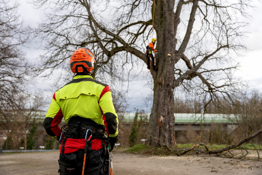 Mann steht vor einem Baum und sieht zu einem anderen Mann, der in diesem Baum klettert und Äste absägt