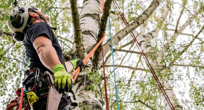 Mann arbeitet in einem Baum und wird mit Seilen gesichert