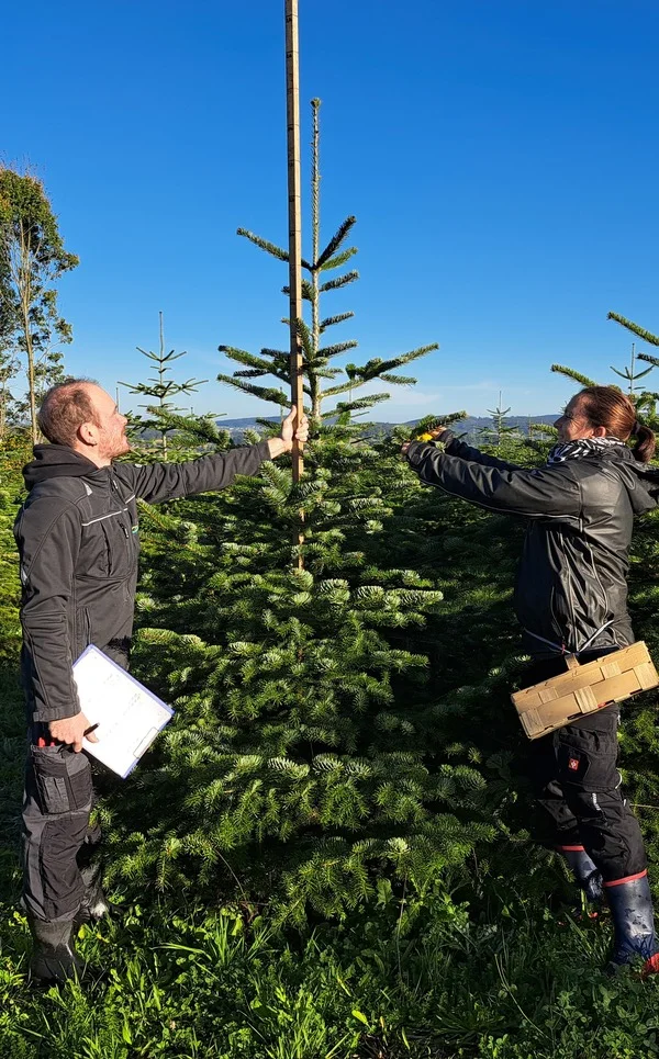 Zwei Personen schauen sich einen Weihnachtsbaum auf einem Feld an