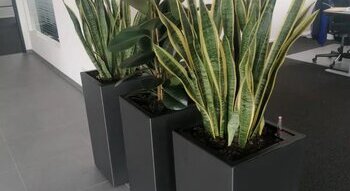 Pflanzen in einem Büro